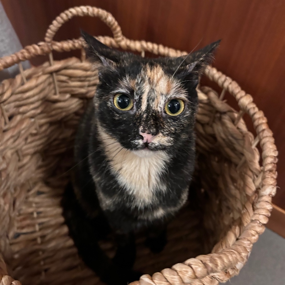 Meet your Posher, Nyla